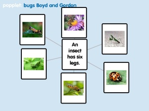 boyd bug